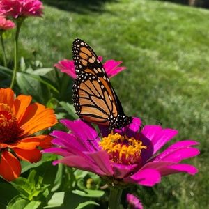 Meet your Posher, Shelli